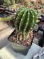 Preview: Echinopsis Hybr. lila